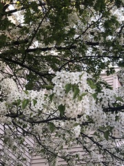Magnoliopsida