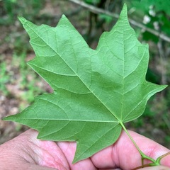 Acer leucoderme