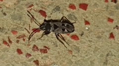 Caprochromus moerens