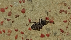 Caprochromus moerens