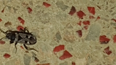 Caprochromus moerens