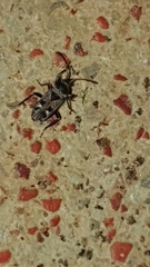 Caprochromus moerens