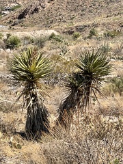 Yucca faxoniana