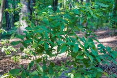 Phylloxera foveola