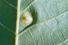 Phylloxera foveola