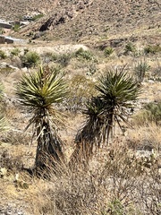 Yucca faxoniana
