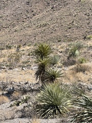 Yucca faxoniana