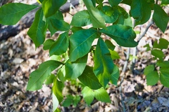 Phylloxera foveola