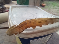 Eryphanis