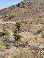 Yucca faxoniana