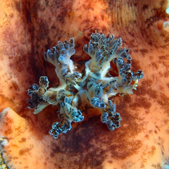 Platydoris cinereobranchiata