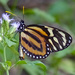 Mariposa Alas de Tigre Reina - Photo (c) Paul Prappas, algunos derechos reservados (CC BY-NC)