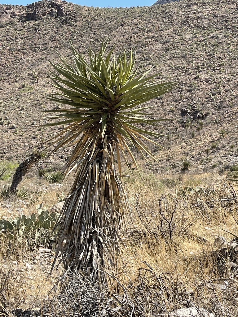 Yucca faxoniana × torreyi