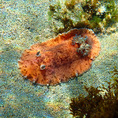 Platydoris cinereobranchiata