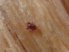 Pergamasus