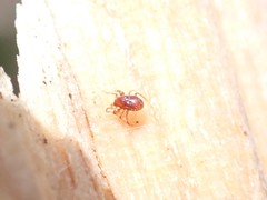 Pergamasus