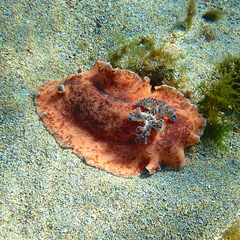 Platydoris cinereobranchiata