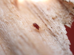 Pergamasus