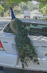 Pavo cristatus