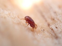 Pergamasus