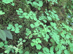 Thalictrum thalictroides