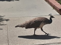 Pavo cristatus