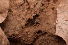 Lycoperdina mandarinea