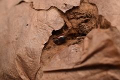Lycoperdina mandarinea