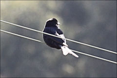 Dicrurus adsimilis fugax