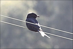 Dicrurus adsimilis fugax