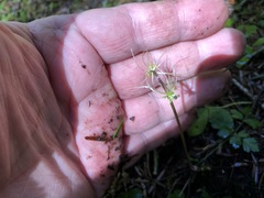 Coptis aspleniifolia