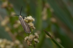 Ctenucha divisa
