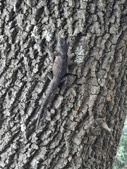 Sceloporus mucronatus