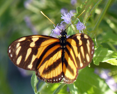 Eueides isabella eva