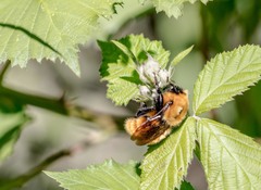 Bombus dahlbomii