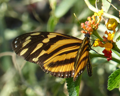 Eueides isabella eva