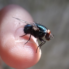 Lucilia ampullacea