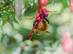 Bombus dahlbomii