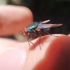 Lucilia ampullacea