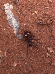 Atta laevigata