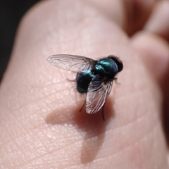 Lucilia ampullacea