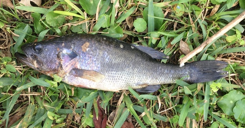 Micropterus salmoides
