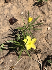 Talinum polygaloides