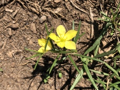 Talinum polygaloides