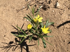 Talinum polygaloides