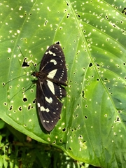 Elzunia humboldt
