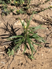 Talinum polygaloides