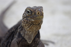Cyclura nubila
