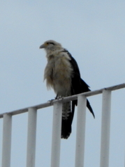 Daptrius chimachima