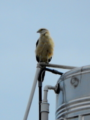 Daptrius chimachima